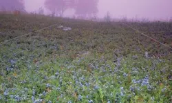 Wild-Blueberries-native-in-field