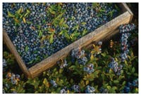 WildBlueberries WildBlueberries