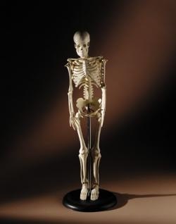 1660248297087 Resizedimage250318bonehealth