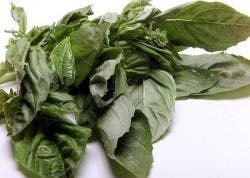 ResizedImage250178-Basil ResizedImage250178-Basil