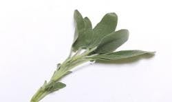 ResizedImage250148-Sage ResizedImage250148-Sage