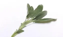 ResizedImage250148-Sage