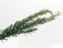 ResizedImage250192-Rosemary ResizedImage250192-Rosemary