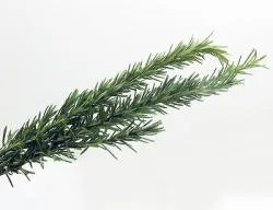 ResizedImage250192-Rosemary