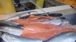 resizedimage300225-AlbionOzone-Extends-Seafood-Shelf-Life