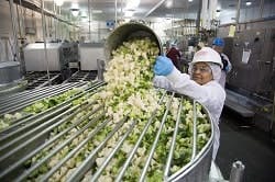 conagra-broccoli-plant conagra-broccoli-plant