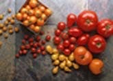 Lycored%20tomatoes_web_edited-1 Lycored%20tomatoes_web_edited-1
