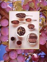 driedplum_guide driedplum_guide