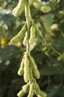 Wixon-Textured_soy-protein Wixon-Textured_soy-protein