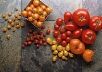 LycoRedtomatoes LycoRedtomatoes