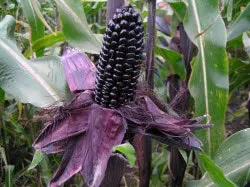 Purplecorn Purplecorn