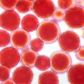 WF_Alga2