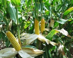 1660255350628 Wf 0804 Corn
