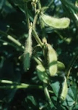 1660255356040 Wf 0804 Soybean