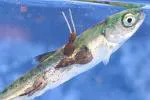 wf_0804_salmon