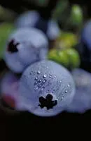 Hort_BlPac_web_edited-1