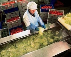 plant_cabbage plant_cabbage