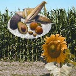 1660255633136 Ingred Arista 1660255633136 Ingred Arista