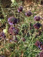 wingred_chia wingred_chia