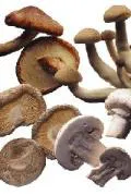 resizedimage120179-bench_nikken_mushrooms