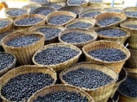 nature-conservancy_sambazon_acaibaskets nature-conservancy_sambazon_acaibaskets