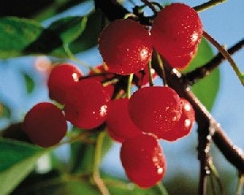 sour-cherries_epicurious-dot-com