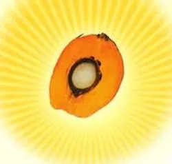 1660255998198 Palmfruit Ampalmoildotcom