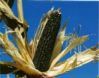 fp0604_whole-grains_clarkson
