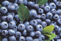 1660256018550 Wf0604 Diabetes Highbushblueberries