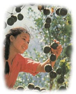 1660256044194 Luohanguo From Itmonlinedotorg 1660256044194 Luohanguo From Itmonlinedotorg