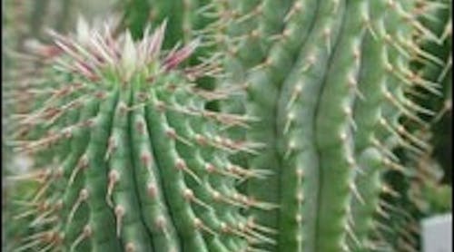 buy p57 hoodia