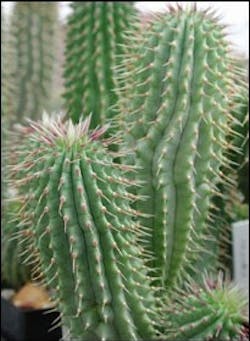 1660256066738 Hoodia 1660256066738 Hoodia