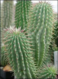hoodia