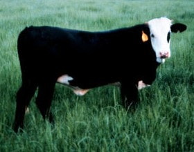 1660256209290 Usda Mississippi Cattlepic