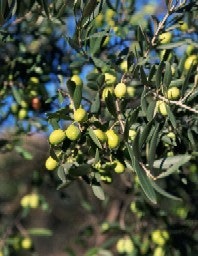 1660256281134 Wf0506 Polyphenols Olives