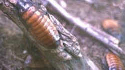 FP0503_Plant_cockroach