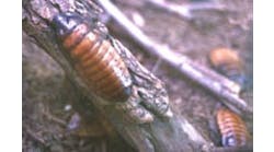 FP0503_Plant_cockroach