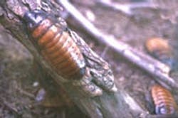 1660256362701 Fp0503 Plant Cockroach 1660256362701 Fp0503 Plant Cockroach
