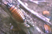 FP0503_Plant_cockroach