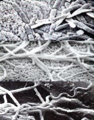 FP0503_Plant_bacteriaWeb FP0503_Plant_bacteriaWeb