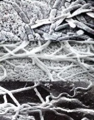 FP0503_Plant_bacteriaWeb