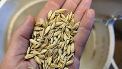 un-hulled-Emmer-Wheat un-hulled-Emmer-Wheat