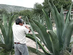 Agave-Global-Organics
