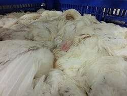 Baader-Stunned-Birds Baader-Stunned-Birds