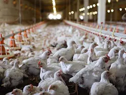 chickens chickens