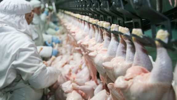 1660318210086 Chickenproduction