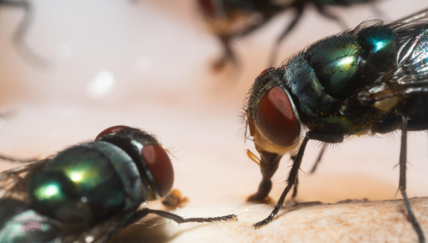 1660318308465 Pestcontrolfly