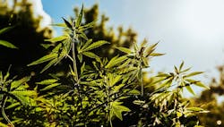 1660318545748 Hempplant880x500 1660318545748 Hempplant880x500