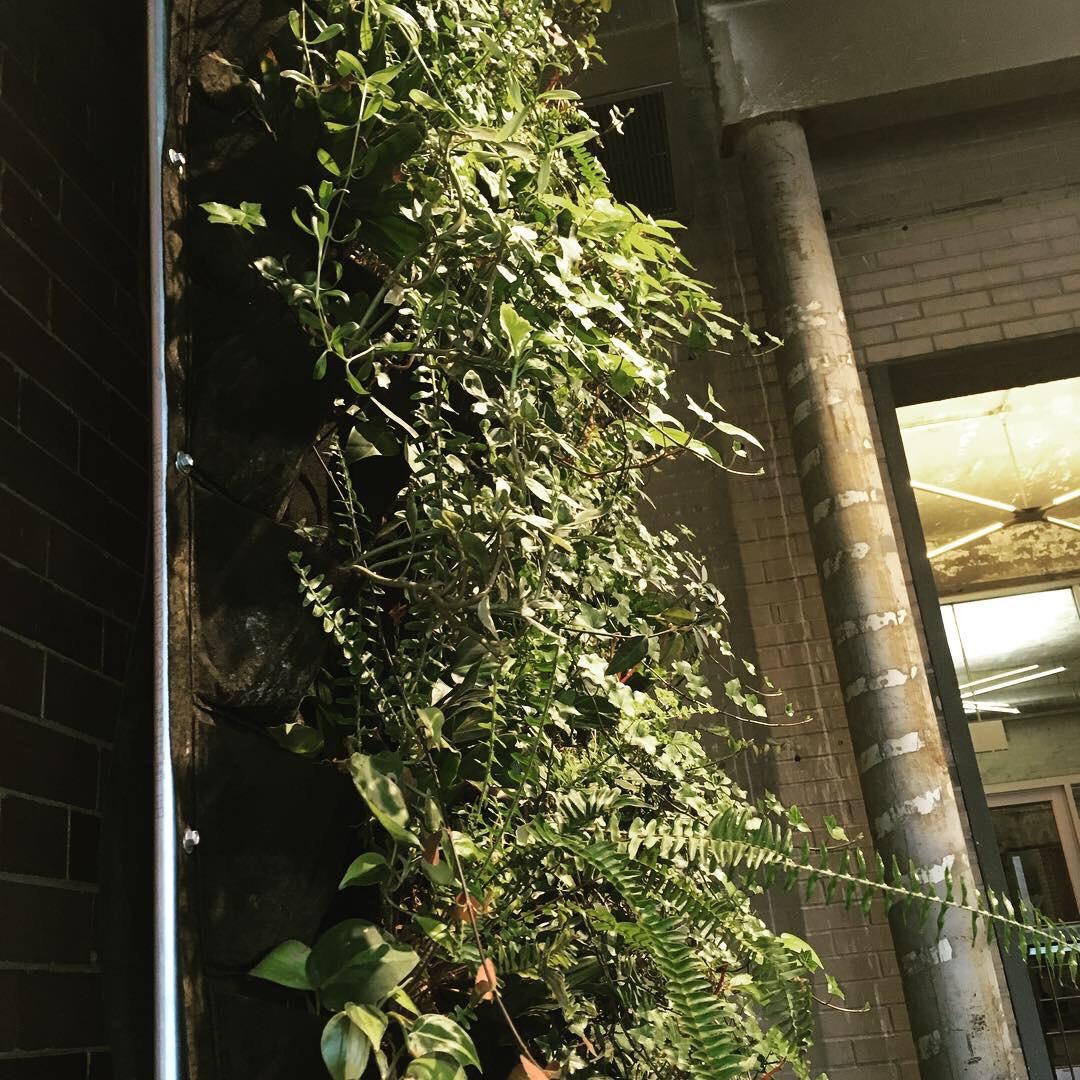 1660318734683 Greenerywalltheplant