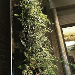 1660318734683 Greenerywalltheplant 1660318734683 Greenerywalltheplant